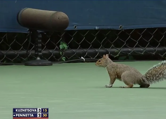 USOpen2013SquirrelDay6b.webp