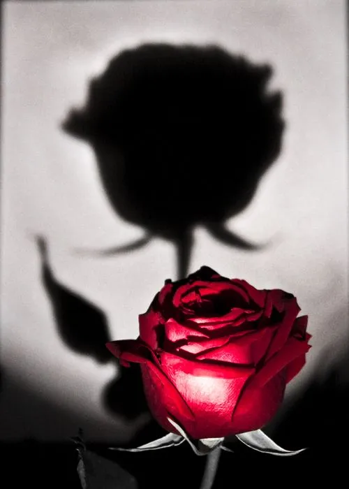 ValentinesDayRose.webp