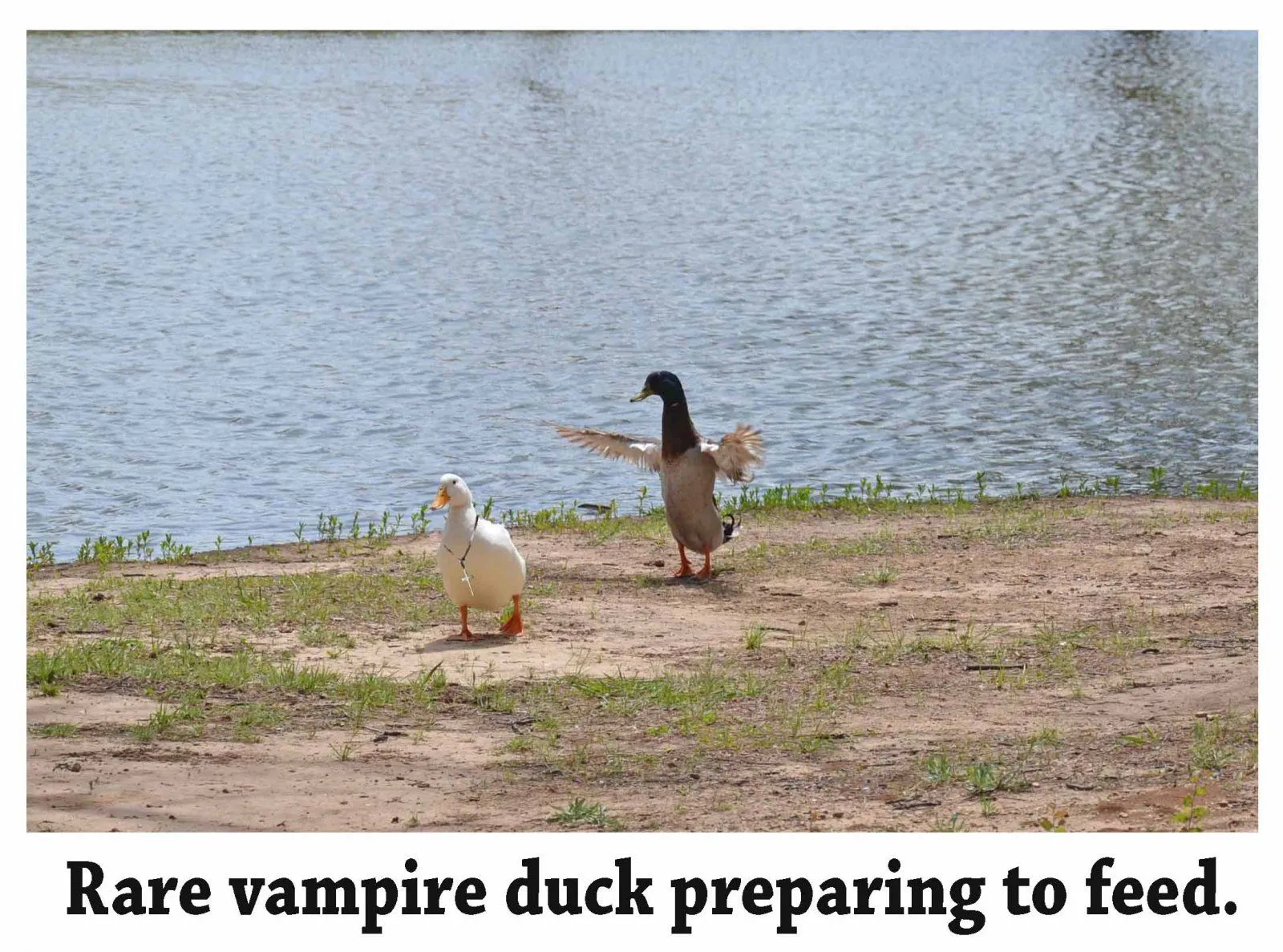 vampire duck.webp