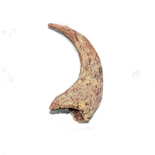 velociraptor_replica_claw_jurassic_jacks.webp