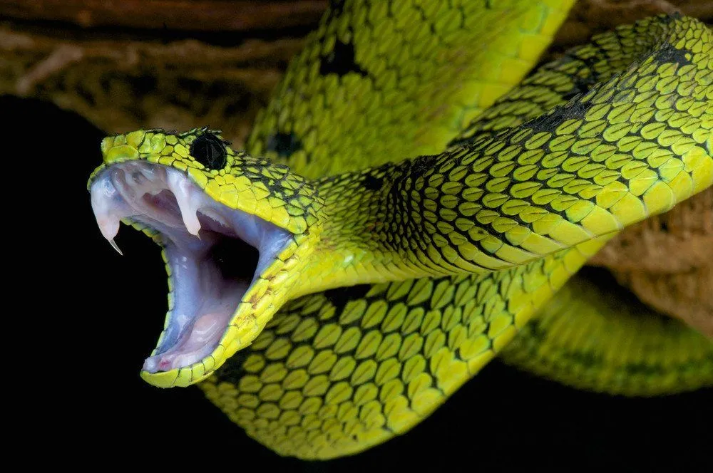 Venomous-snakes.webp