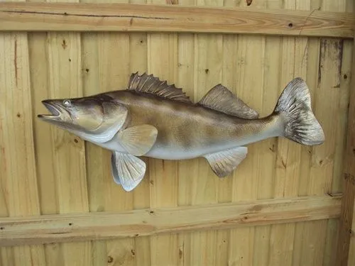 walleye-fish-mount-36-2.webp