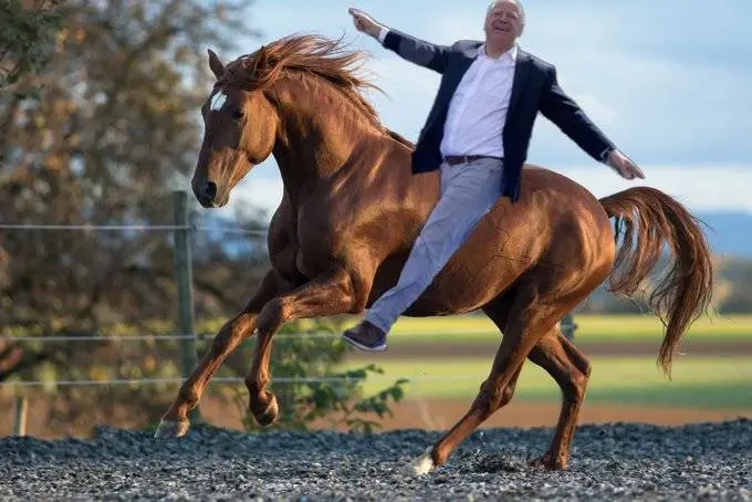 walz horse 0033.webp