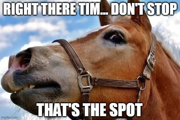 walz horse thats the spot.jpg