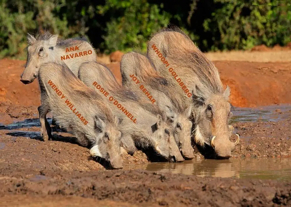 warthog-family-at-waterhole.webp