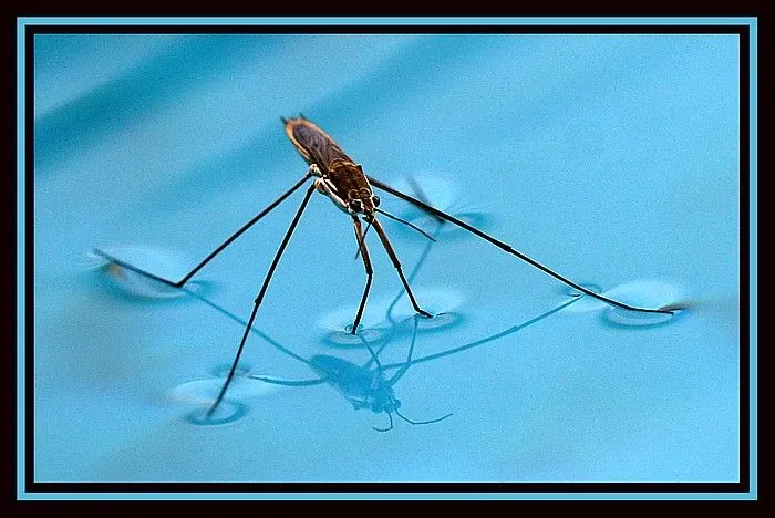 water-strider-1.webp