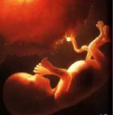 week14-fetus.webp