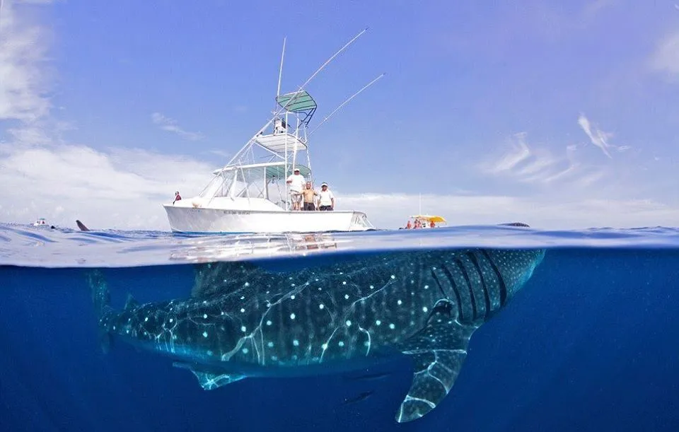 whale.webp