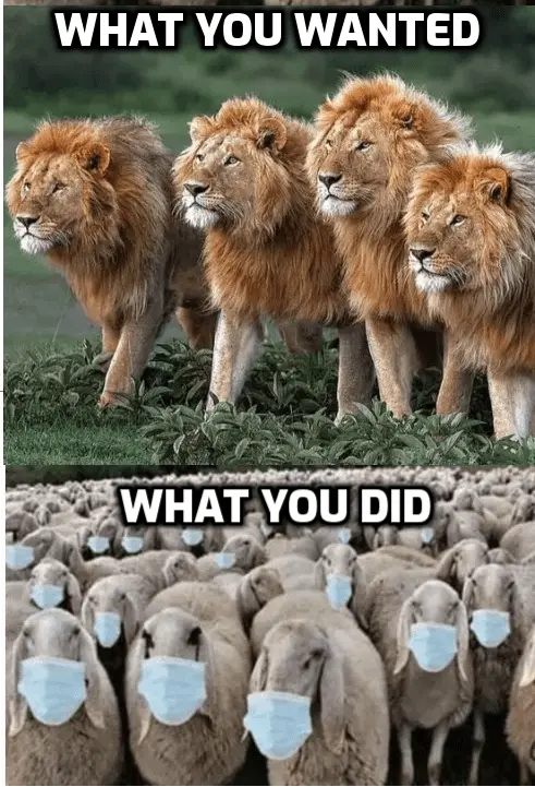 What you wanted what you did.webp