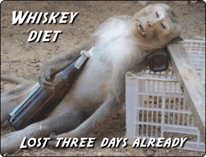 whiskey-diet-monkey-reverse.webp