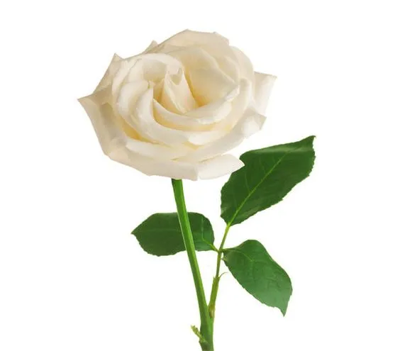 white-rose_gal.webp