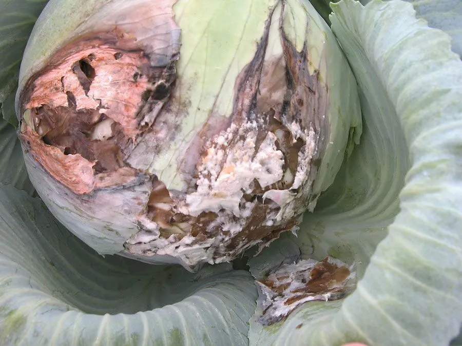 white-rot-cabbage_zoom.jpg