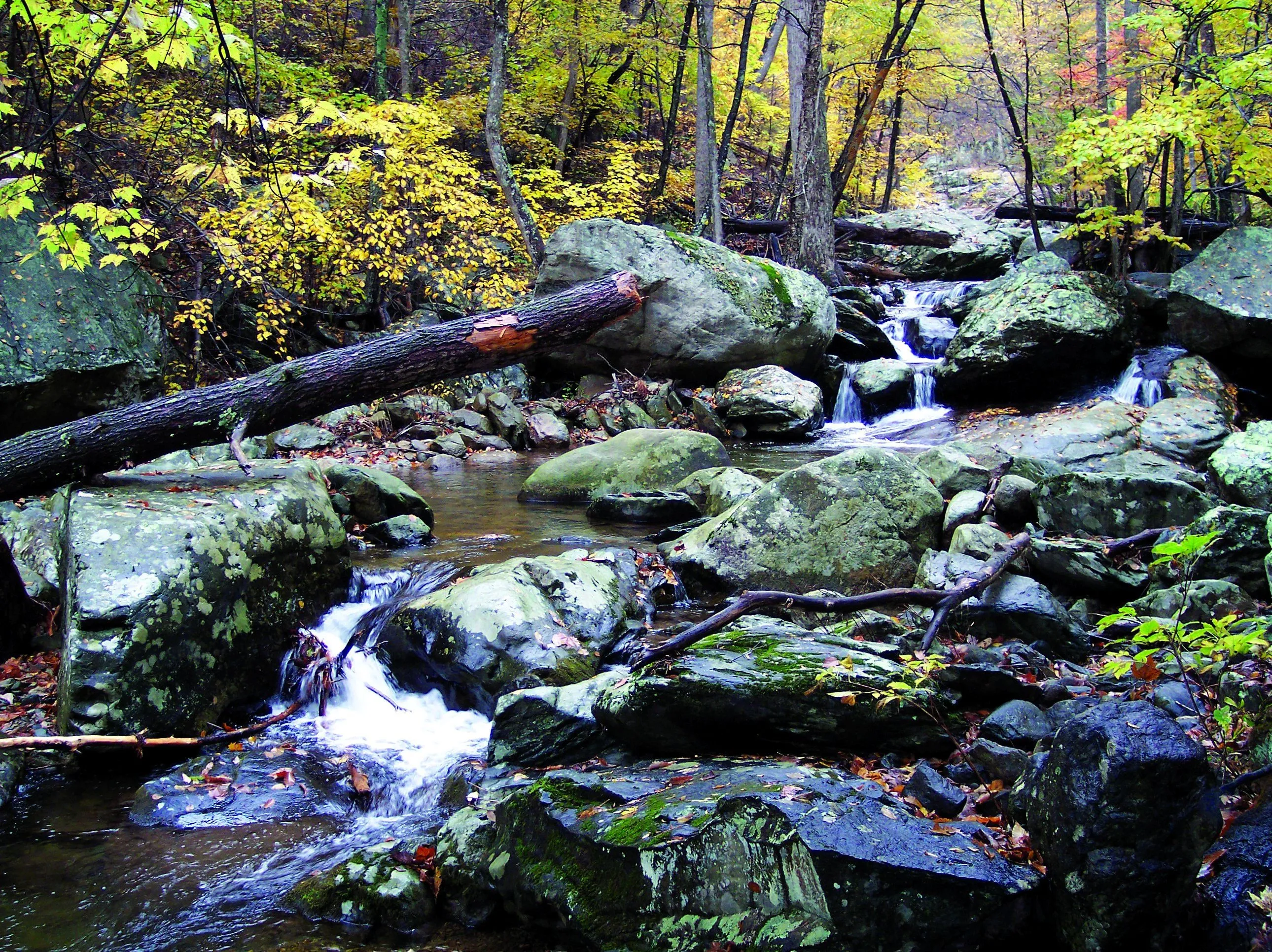 WhiteoakCanyonShenandoahNP.webp