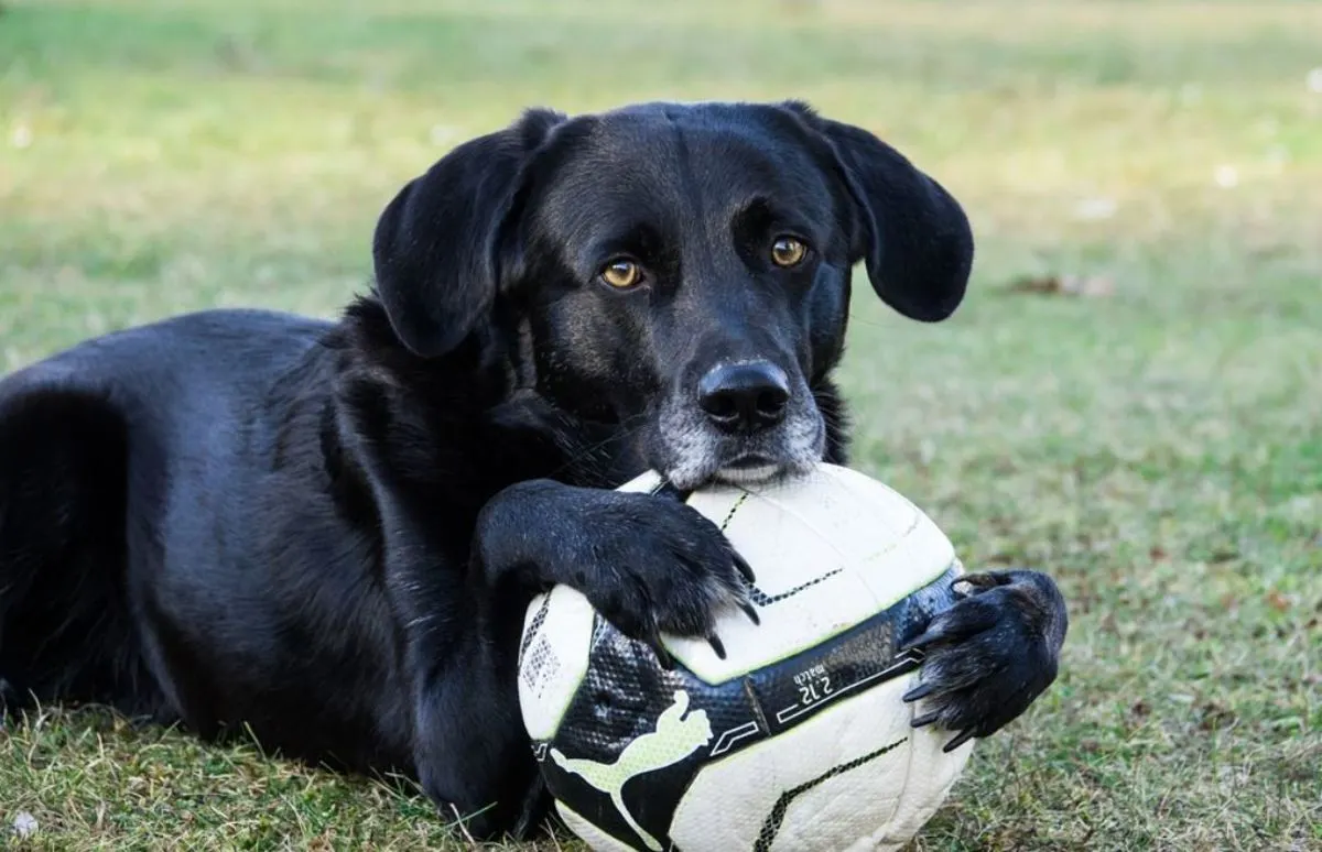 why-do-dogs-love-balls-so-much.webp