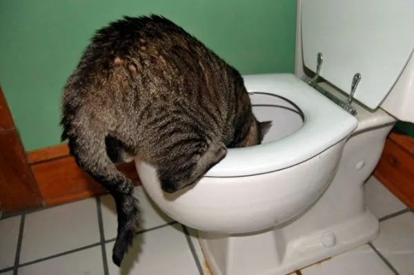 Why-Does-my-Cat-Drink-from-the-Toilet.webp
