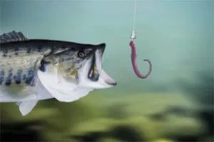 Worm-Bait-Fishing-300x200.webp