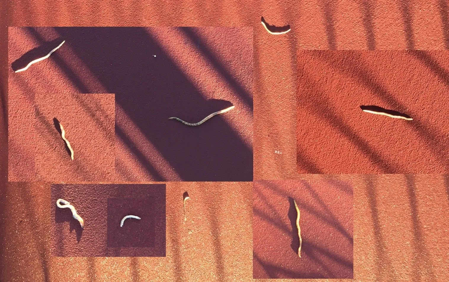 Worms on tennis court.webp