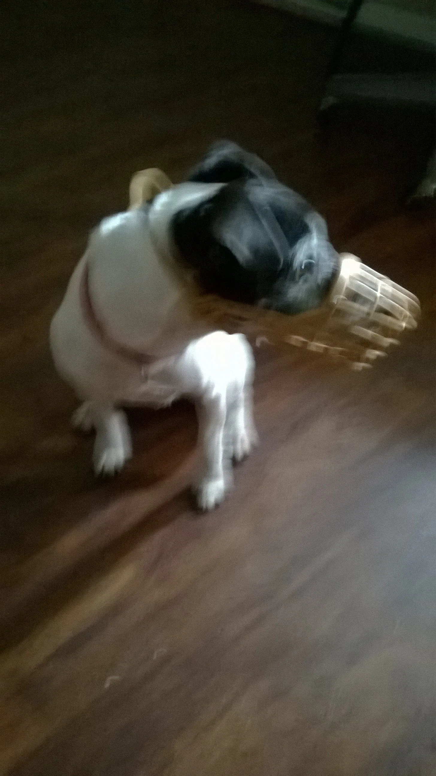 WP_20150802_013.webp
