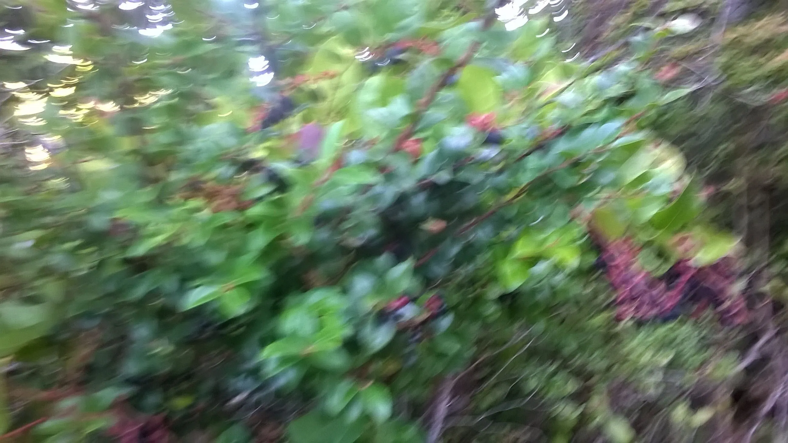 WP_20150816_001.webp