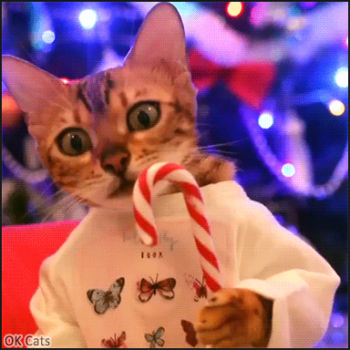 Xmas Cat GIF • Funny Bengal cat holding and licking a delicious Christmas Candy Cane [ok-cats....gif