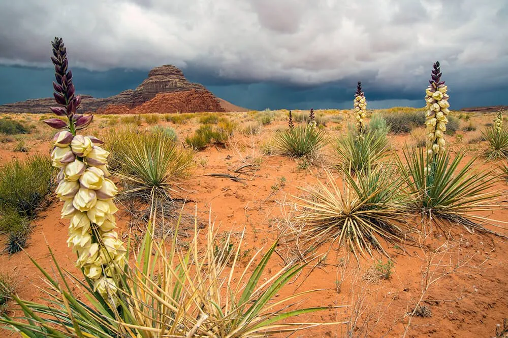 yuccas_utahtdrftu.webp