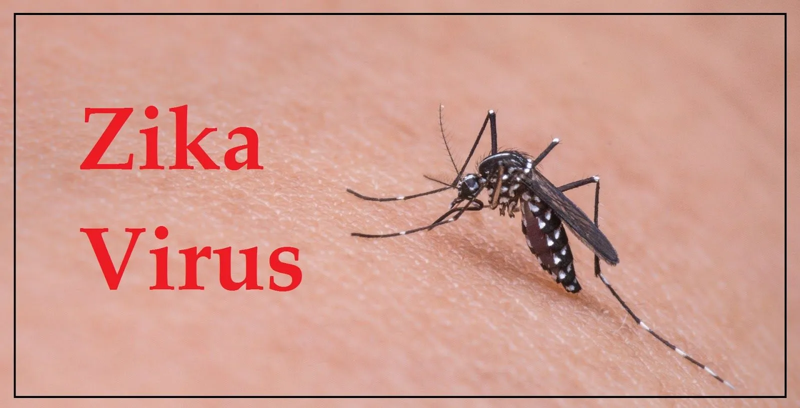 zika-virus-mosquito.webp