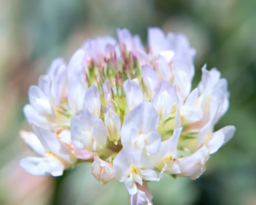 ZSC_6059n.webp