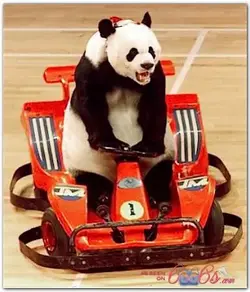 $panda.webp