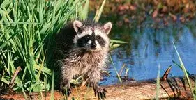 $racoon.webp
