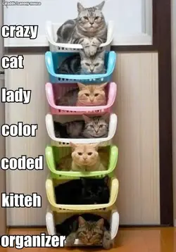 $crazy cat lady.webp