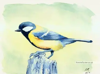 $great-tit.webp