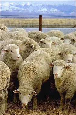 $Flock_of_sheep.webp