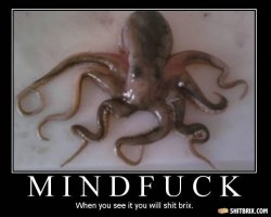 $octopus.jpg