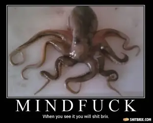 $octopus.webp