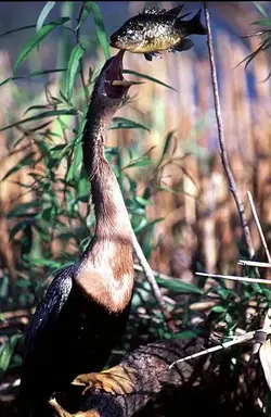$anhinga_bream_b.webp