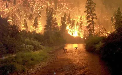 $montana wildfire2.webp
