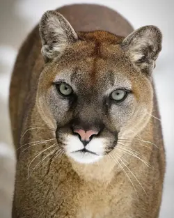 Cougar-Main-2.webp