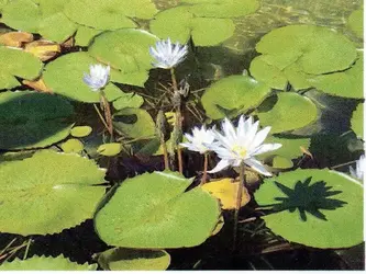 water lillies.webp