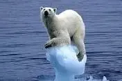 polarbear.webp