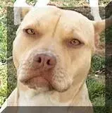 $th_pitbull.webp