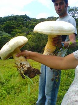 $Mushrooms-300.jpg