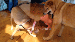 $Crow&Lucy.gif