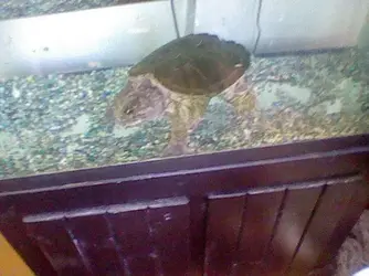 $turtle.webp
