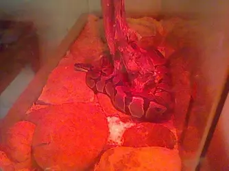 $snake.webp