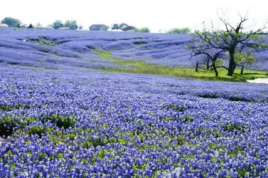 $blue bonnets.webp