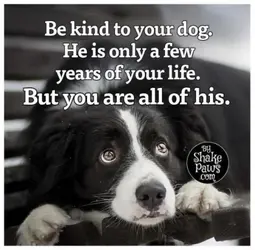 Dog be kind to him.webp