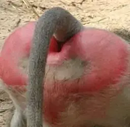 baboon_ass crop.webp