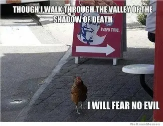 chicken walk.webp