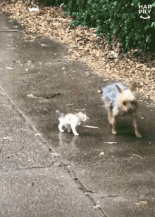 cute-follow.gif