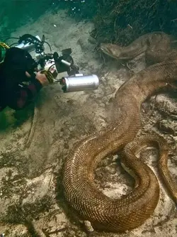 $big snake.webp